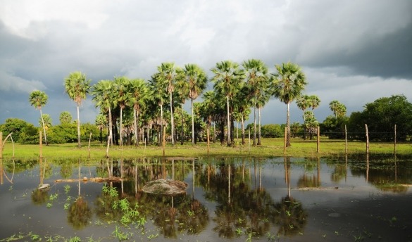 Terra dos Carnaubais em Campo Maior