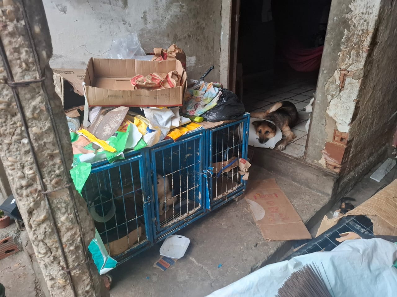 A prática configura crime de maus-tratos com agravante de tortura animal
