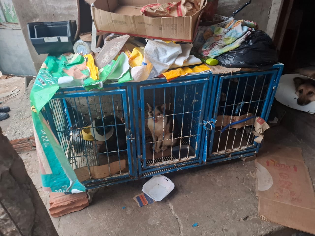 Polícia apreendeu animais que teriam passado recentemente pelas cirurgias