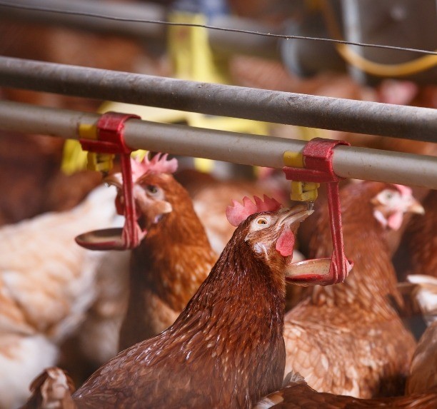 Ministério da Agricultura confirma gripe aviária em granja comercial no Rio Grande do Sul