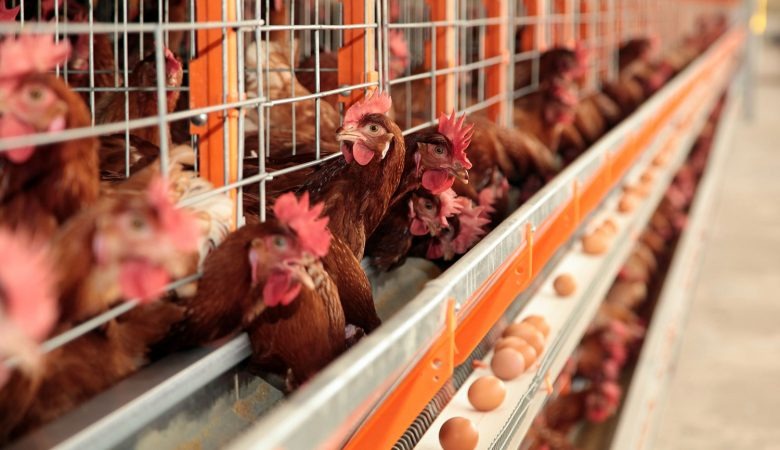 Gripe aviária não deve impactar preço da carne de frango