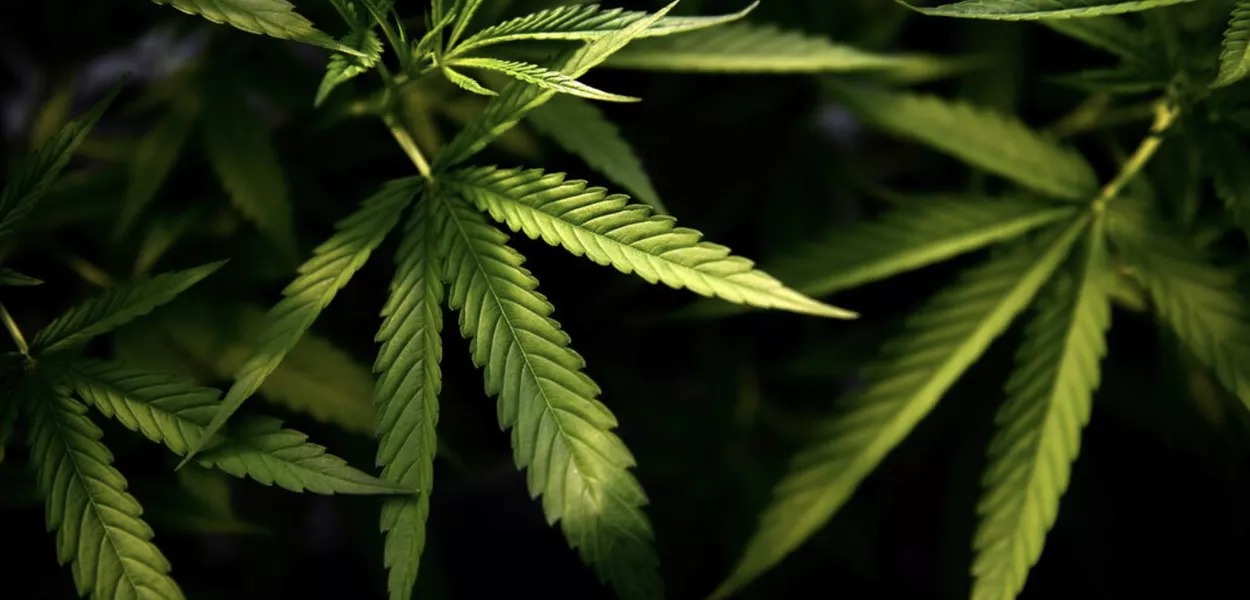Cannabis