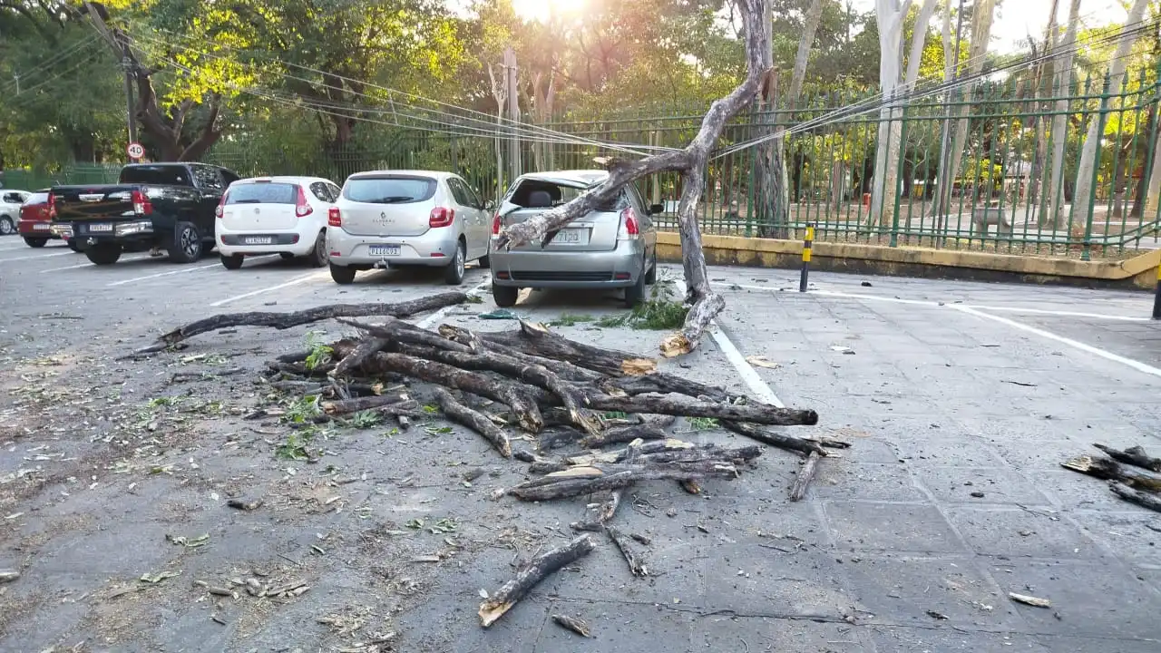 Uma árvore caiu sobre um carro na tarde desta terça-feira (5) em Teresina
