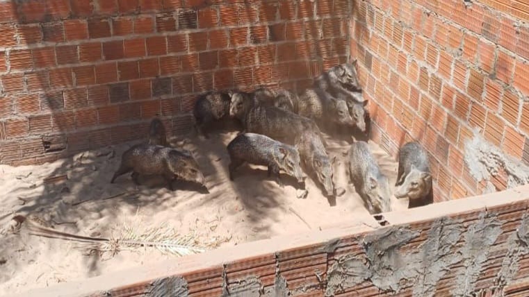 Animais silvestres em criadouro irregular