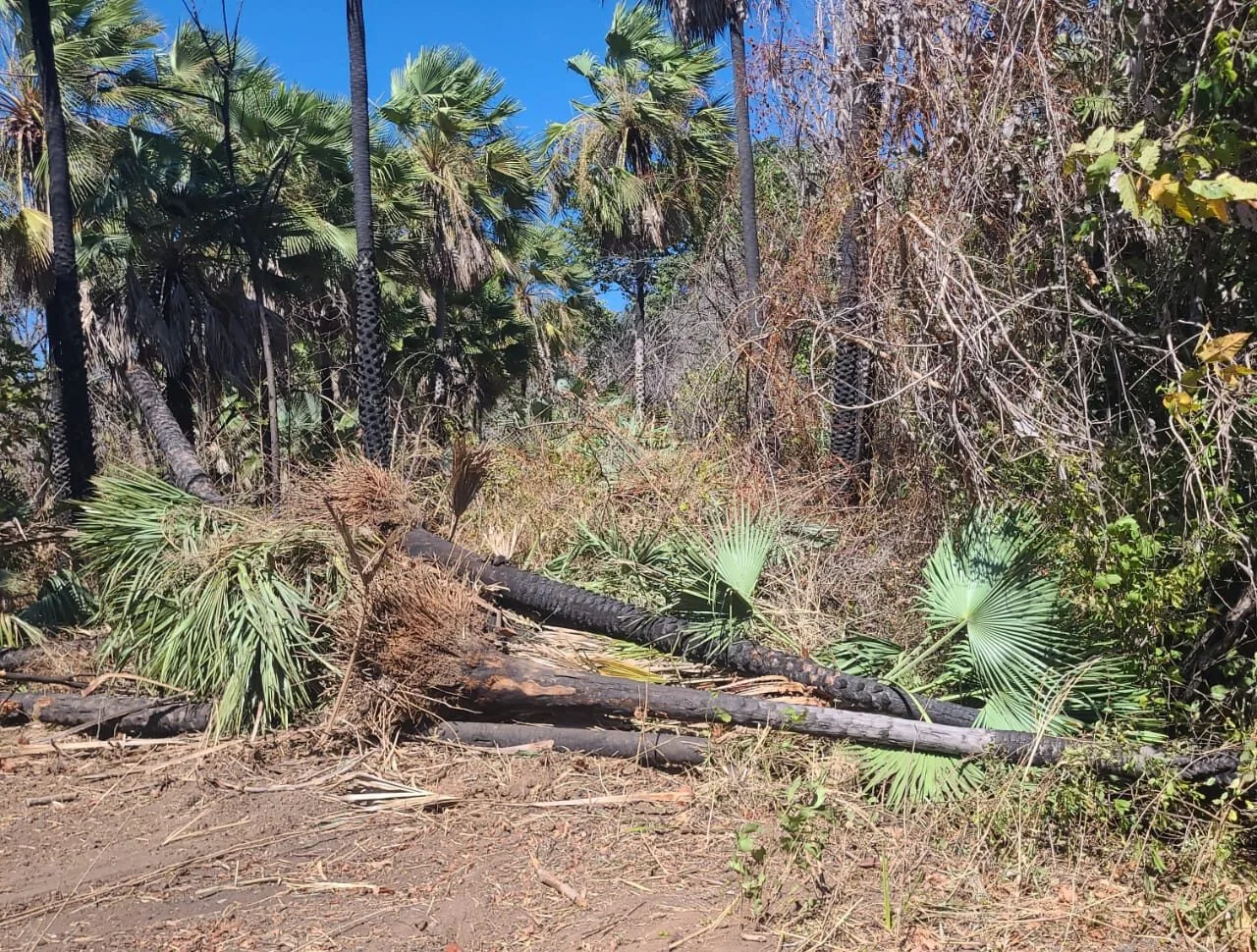 Desmatamento ilegal caiu no Piauí