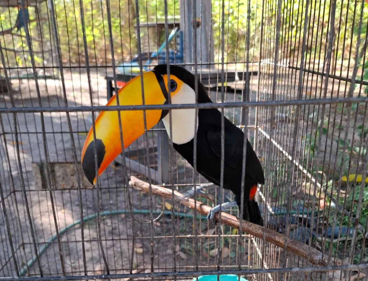 Piauí reintroduz 26 animais silvestres