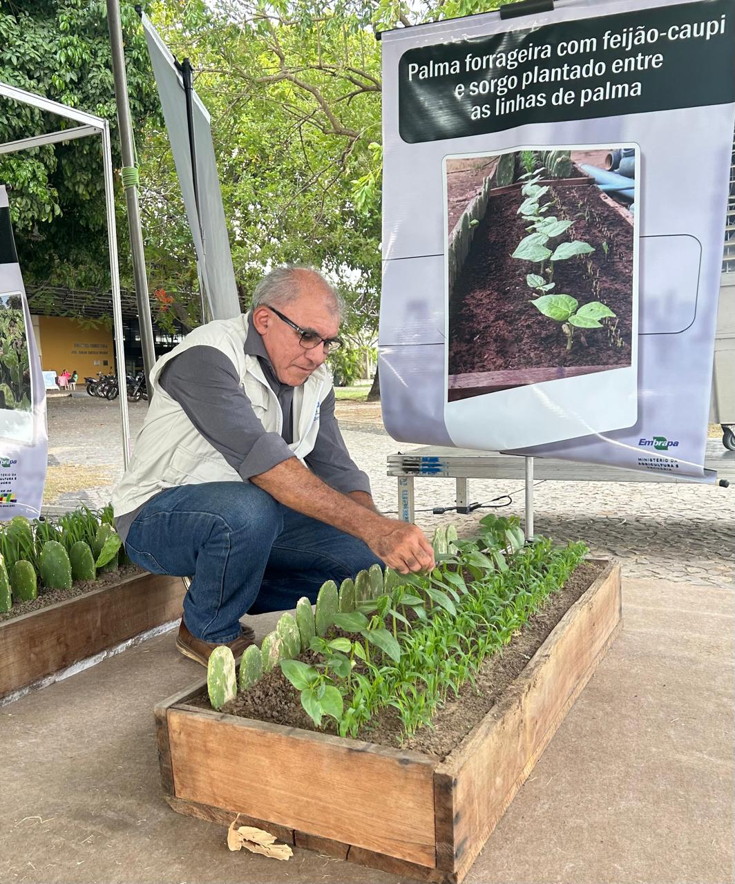 Alternativas sustentáveis e acessíveis podem aumentar cultivo no semiárido