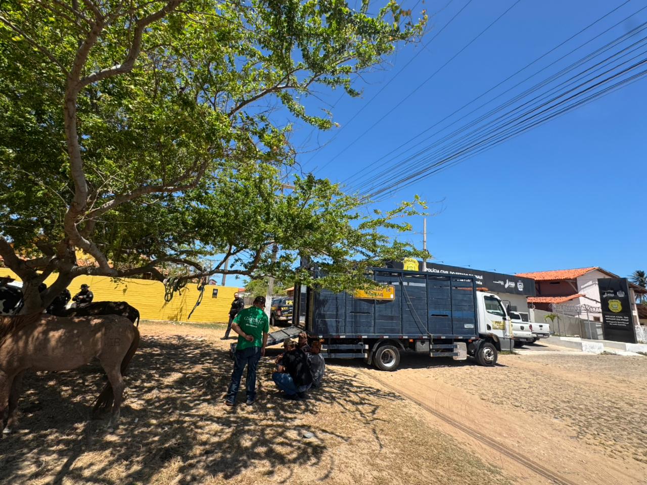 Polícia recolhe animais soltos das rodovias no litoral